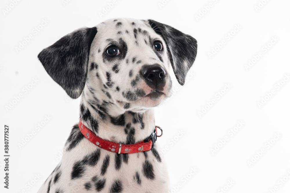 puppy dalmatian face on white background