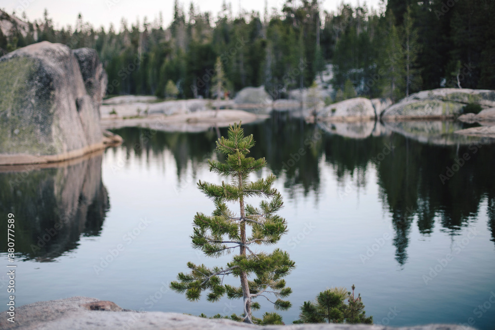 Young pine tree Young pine tree