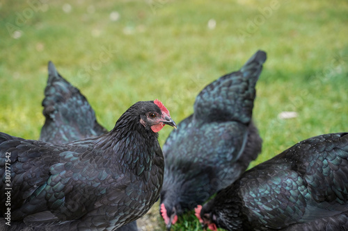 Free range Australorp chickens. Farm animals.