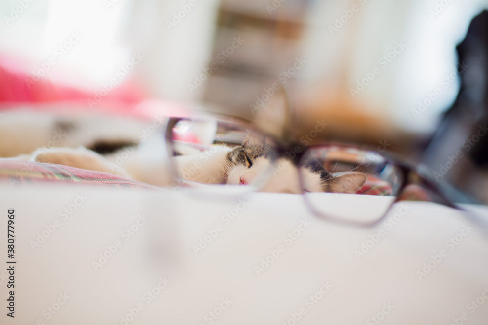 Sleeping cat seen through prescription glasses lens Sleeping cat seen through prescription glasses lens