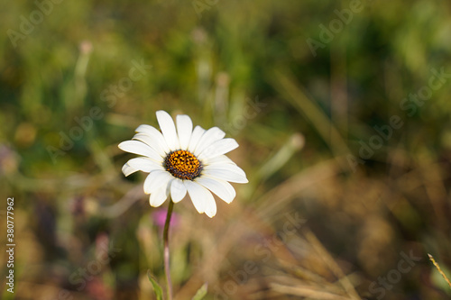 Isolated white daisy flower growing in a field. Muted background. © Kathy