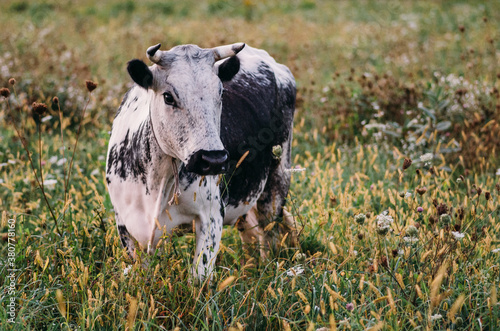 young cow in healthy pasture