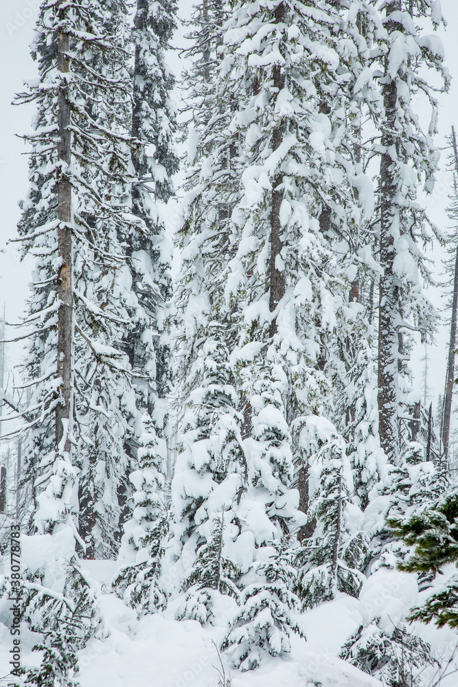 Snow covered fir trees in the Cascade mountains in the Willamette National forest, Oregon. Snow covered fir trees in the Cascade mountains in the Willamette National forest, Oregon.