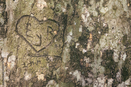 Lovers' Initials Carved on a Tree Bark as Sentimental Memento