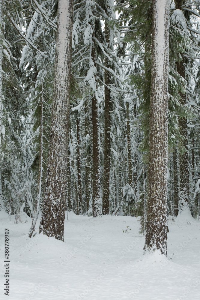 Fototapeta premium Snow covered fir trees in the Cascade mountains in the Willamette National forest, Oregon.