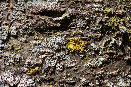 Full frame abstract art background of moss and lichen textures on the bark of a cherry tree, with sunlight, shadows, and copy space photo