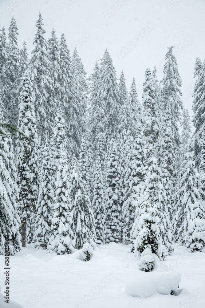 Snow covered fir trees in the Cascade mountains in the Willamette National forest, Oregon.  Snow flakes are falling.