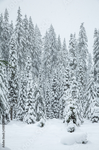 Snow covered fir trees in the Cascade mountains in the Willamette National forest, Oregon. Snow flakes are falling.
