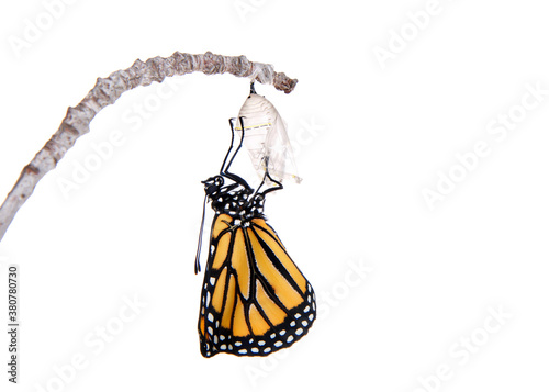 Obraz na płótnie Close up of one Monarch Butterfly just emerged from chrysalis hanging on a small branch, wings bent from confinement