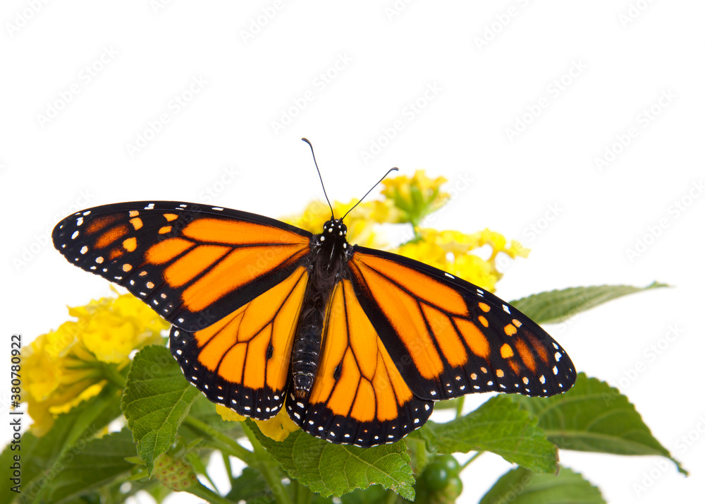 Close up of one Monarch Butterfly on yellow lantana flowers, wings wide open, top view. Isolated on white. Close up of one Monarch Butterfly on yellow lantana flowers, wings wide open, top view. Isolated on white.