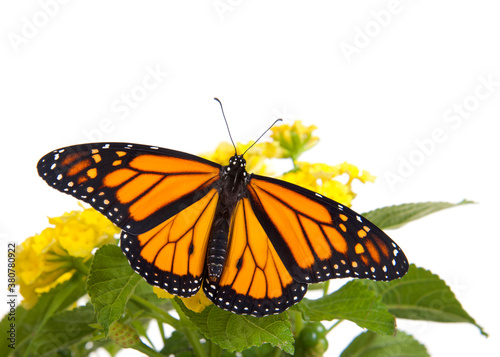 Close up of one Monarch Butterfly on yellow lantana flowers, wings wide open, top view. Isolated on white.
