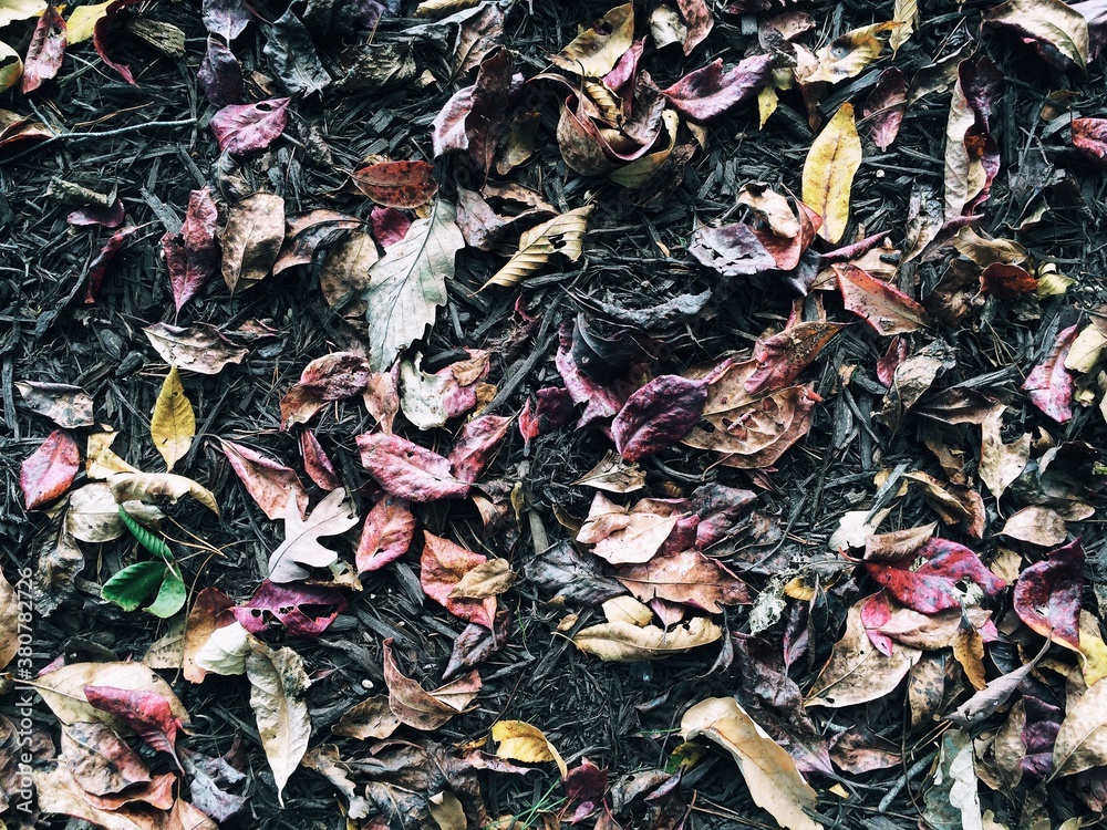 Leaves on a forest ground in nature during the fall season of Autumn Leaves on a forest ground in nature during the fall season of Autumn