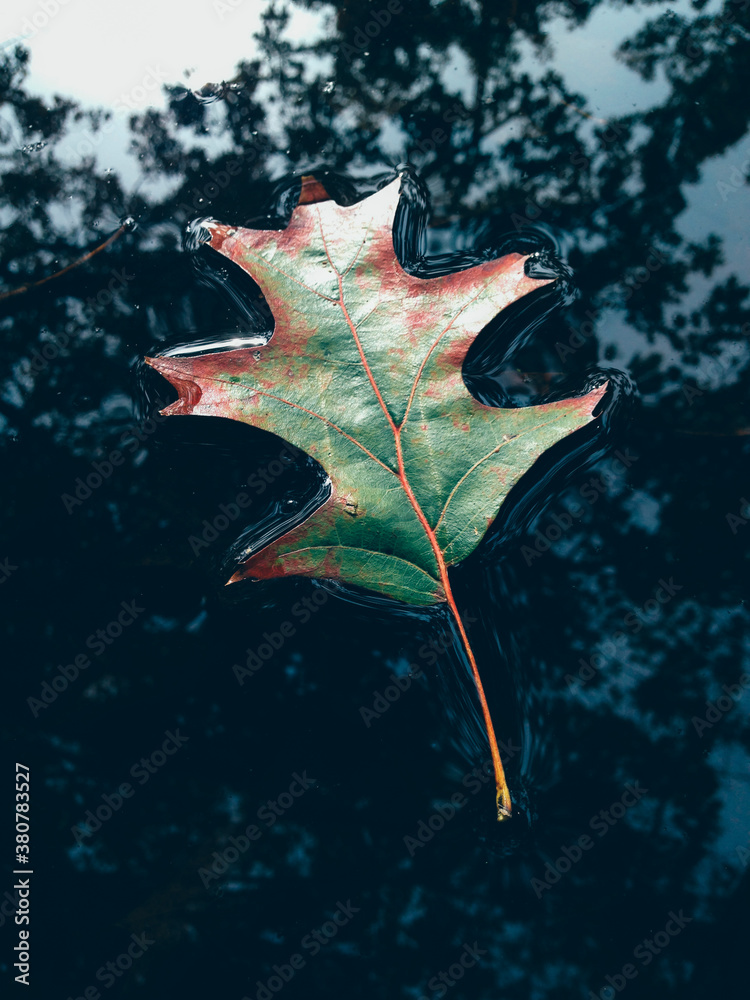 Oak leaf in autumn, floating on small puddle, close up Oak leaf in autumn, floating on small puddle, close up