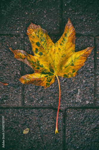 Autumn Leaf on a Pavement photo