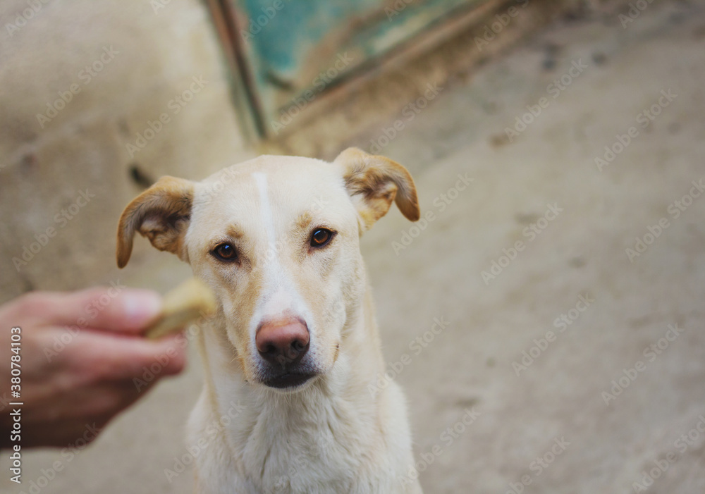Beautiful labrador dog looking at human hand holding bone shaped biscuit Beautiful labrador dog looking at human hand holding bone shaped biscuit