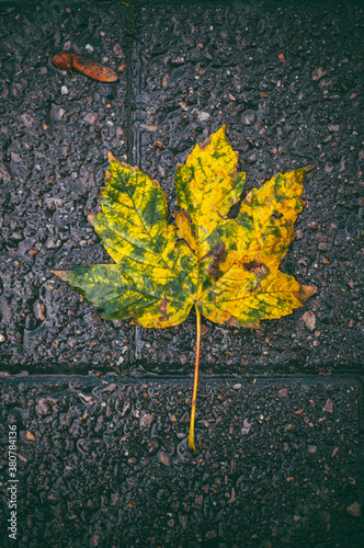 Yellow Leaf on a Pavement photo