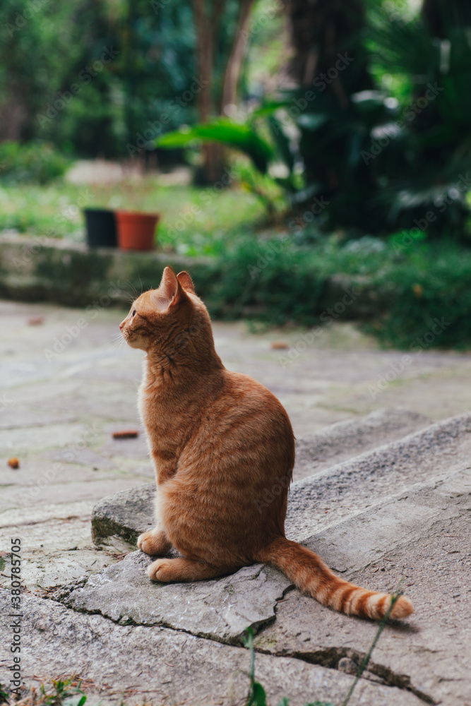 Ginger cat