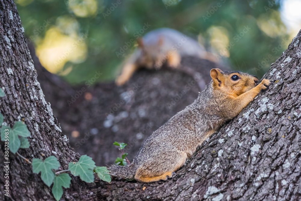 Squirrel's resting in a tree on a hot summer day Squirrel's resting in a tree on a hot summer day