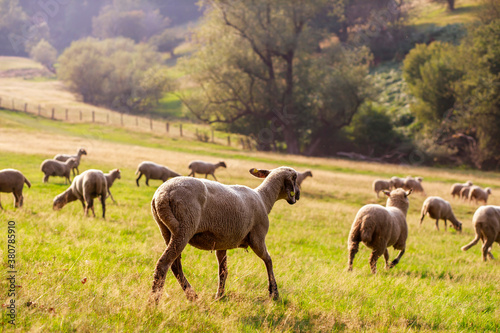 A large flock of sheep is driven from the pastures into the stables
