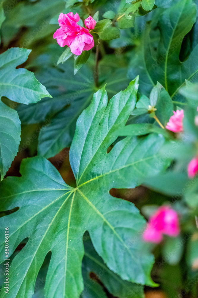 pink and green leaves pink and green leaves