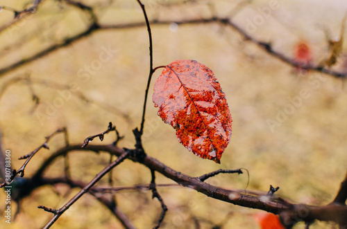 one wet, bedraggled leaf hangs from a tree in autumn