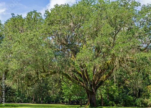 Mighty Old Oak with Spanish Moss