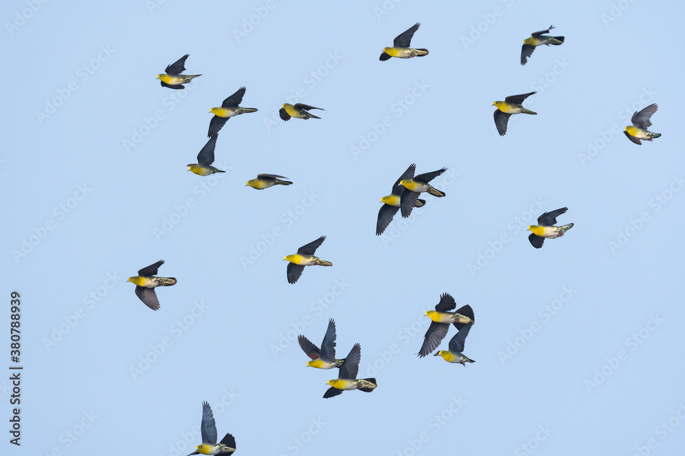 Naklejka premium アオバトの群飛(White-bellied green pigeon)