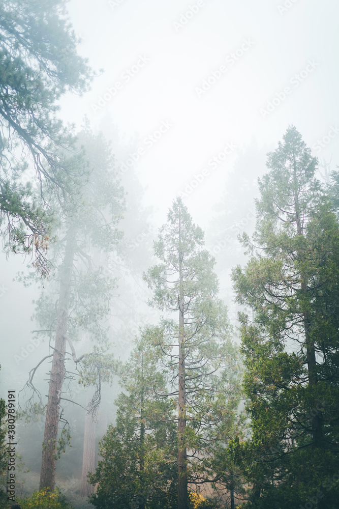 Foggy forest. Foggy forest.