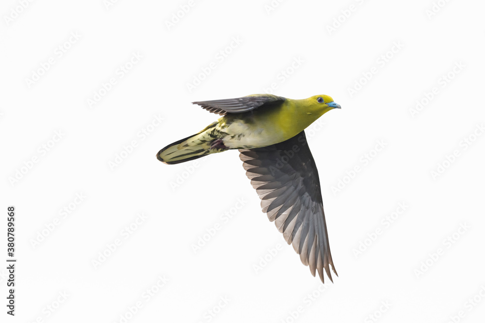 Fototapeta premium アオバト雌成鳥の飛翔(White-bellied green pigeon)