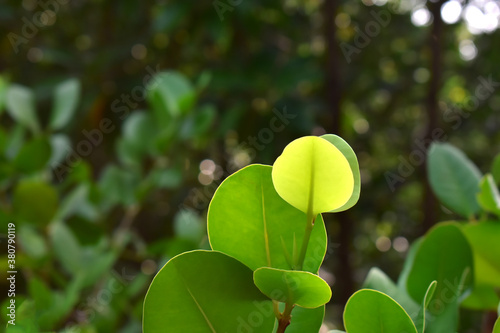 Natural green leaves Looks beautiful and refreshing photo