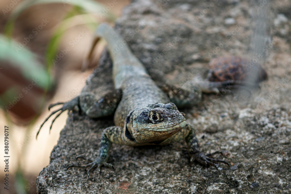 Lizard Lizard