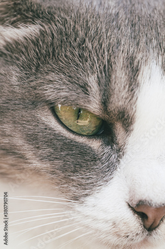 Domestic Cat Closeup photo