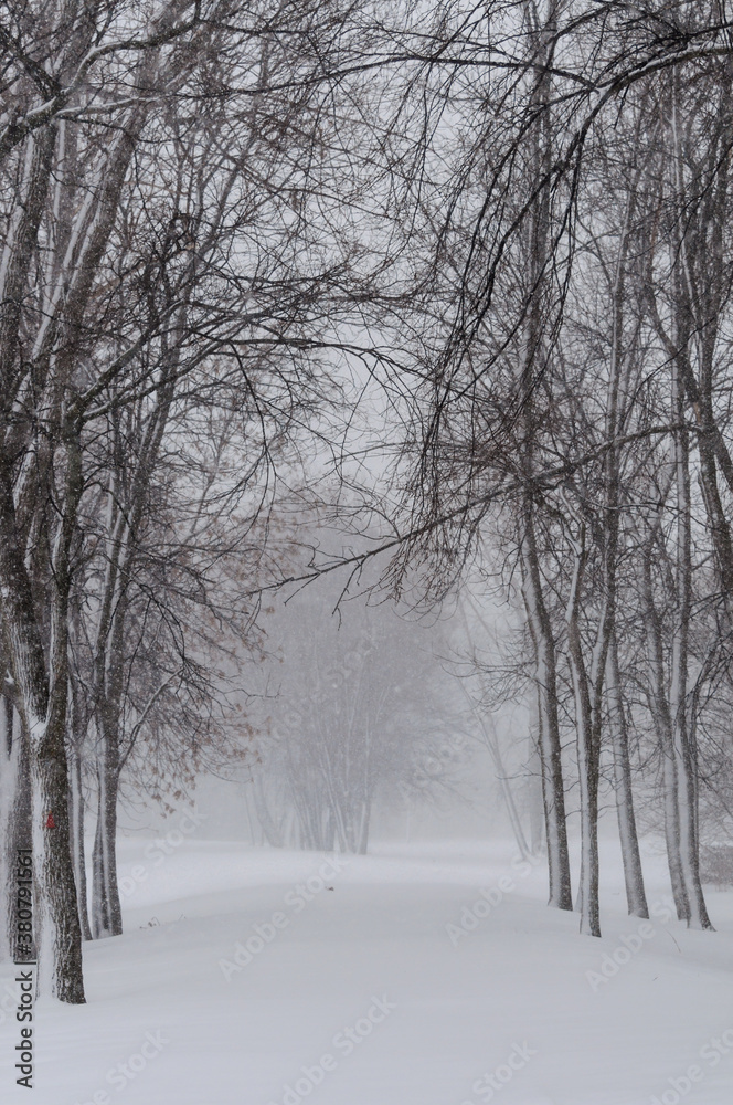 Trees in a park during a snowstorm Trees in a park during a snowstorm