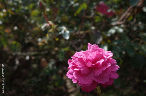 Light Pink Flower of Rose  Yves Piaget  in Full Bloom 