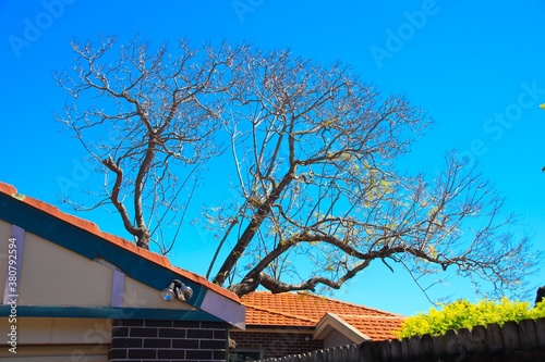 Jacaranda tree in the beginning of spring in a suburban Sydney Back yard  © Elias Bitar