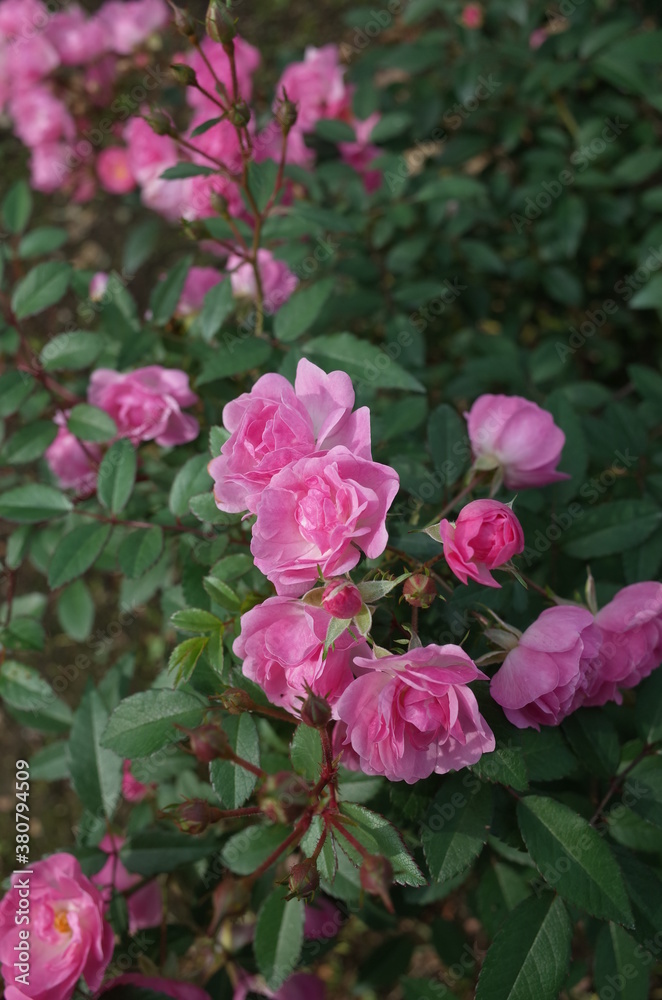 Light Pink Rose Flower in Full Bloom
Light Pink Rose Flower in Full Bloom