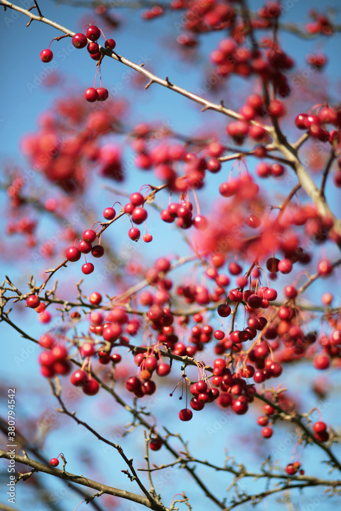 Vibrant Red Berries Hanging On An Autumn Tree On A Clear Day Vibrant Red Berries Hanging On An Autumn Tree On A Clear Day