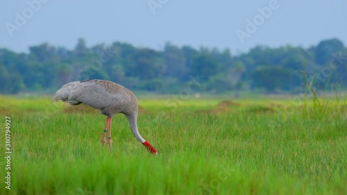 The sarus crane Antigone antigone a large on migratory crane  bird in Thailand photo