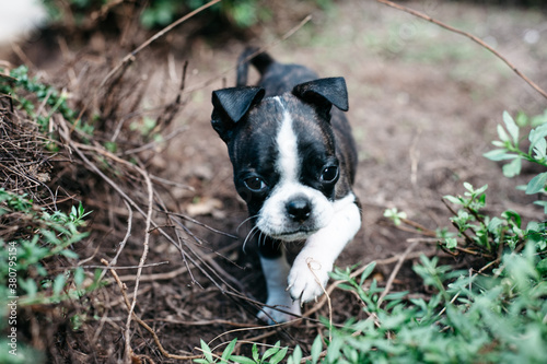 Bruce, the Boston Terrier