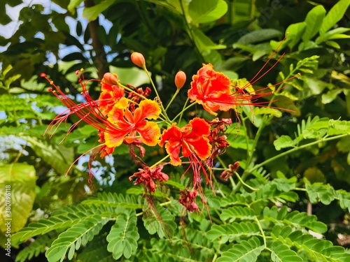 Peacock Flower