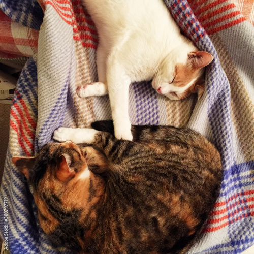 Overhead shot of two cats sleeping together in woolen blanket photo