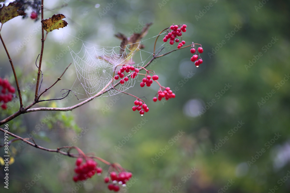 A Detailed Spider Web Built Among Branches and Berries A Detailed Spider Web Built Among Branches and Berries