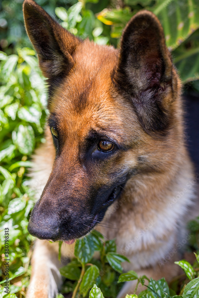 Happy dog playing, dog German Shepherd, isolated on nature green background Happy dog playing, dog German Shepherd, isolated on nature green background