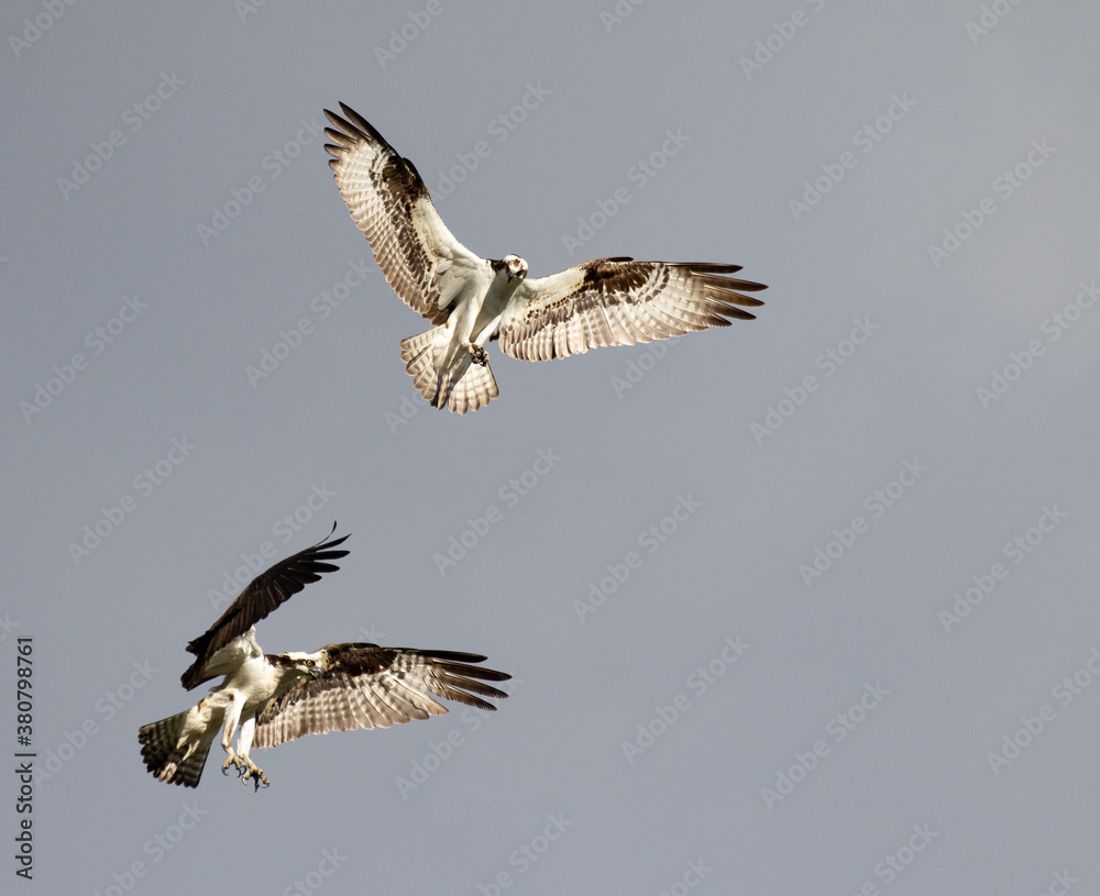 Fototapeta premium osprey in flight
