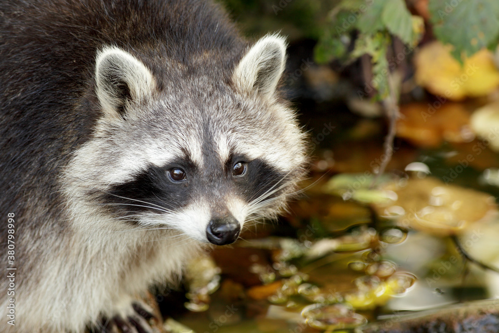 Raccoon tries lo look as innocent as possible Raccoon tries lo look as innocent as possible
