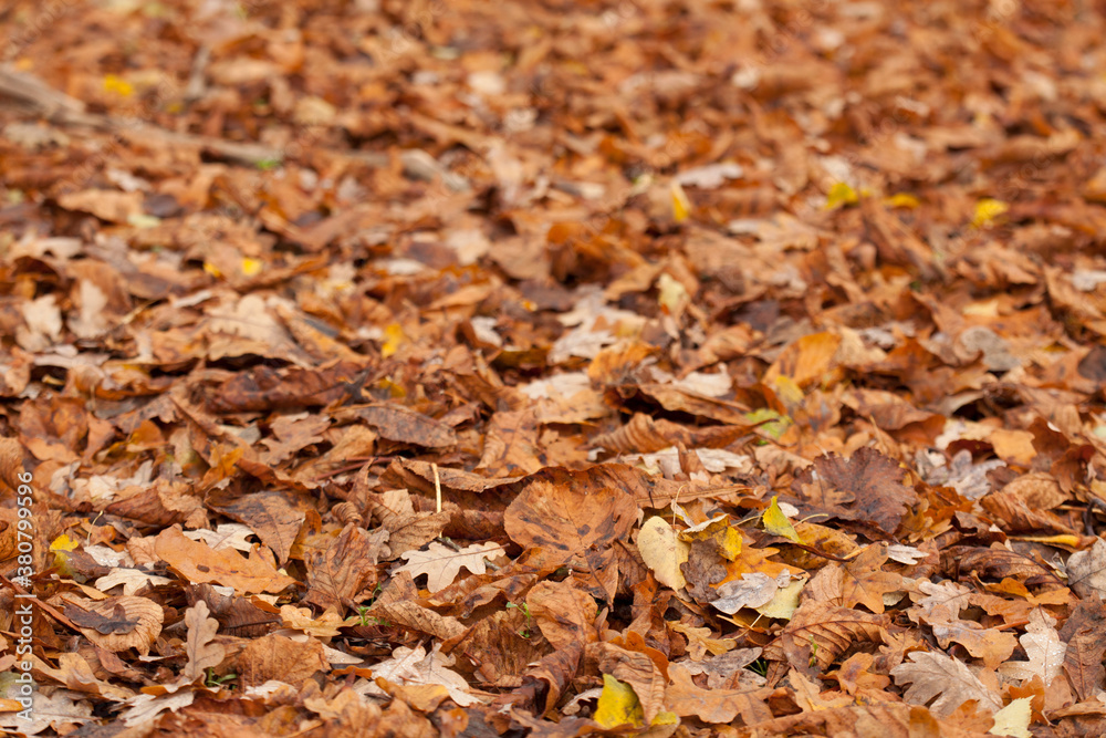 Fall leave background with depth Fall leave background with depth