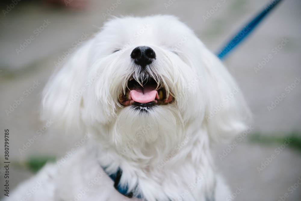 Little white dog smiles