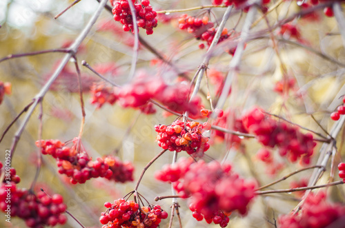 red berries in winter photo