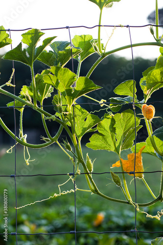 Zucchni Growing on Fence on Farm photo