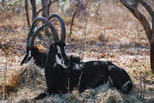 rare black sable bull photo